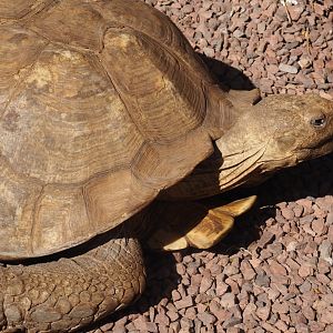 African spurred tortoise (Centrochelys sulcata), 2024-09-17