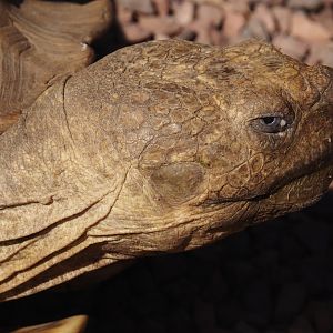 African spurred tortoise (Centrochelys sulcata), 2024-09-17