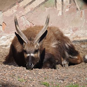 Western sitatunga (Tragelaphus spekii gratus), 2024-09-17