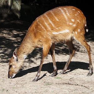 Western sitatunga (Tragelaphus spekii gratus), 2024-09-17