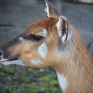 Western sitatunga (Tragelaphus spekii gratus), 2024-09-17