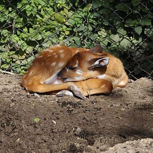 Western sitatunga calf (Tragelaphus spekii gratus), 2024-09-17