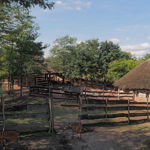 Marabou and Western sitatunga separation paddock and themed barn, 2024-09-17