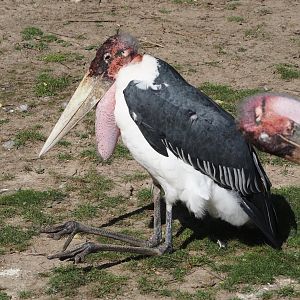 Marabou (Leptoptilos crumenifer), 2024-09-17