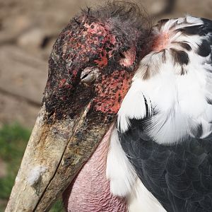 Marabou (Leptoptilos crumenifer), 2024-09-17