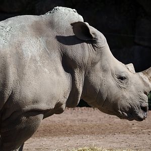 White rhinoceros (Ceratotherium simum simum), 2024-09-17