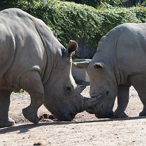 White rhinoceroses (Ceratotherium simum simum), 2024-09-17