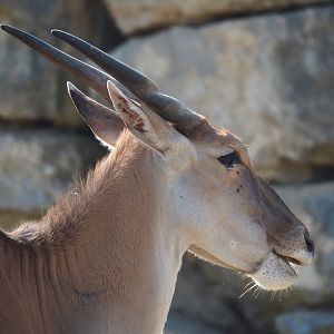 Common eland (Tragelaphus oryx), 2024-09-17