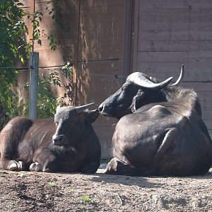 Cape buffalos (Syncerus caffer caffer), 2024-09-17