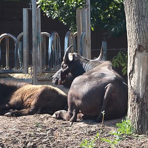 Cape buffalos (Syncerus caffer caffer), 2024-09-17