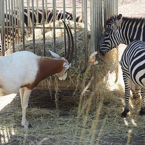 Scimitar-horned oryx (Oryx dammah) and Grant's zebras (Equus quagga boehmi), 2024-09-17