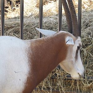 Scimitar-horned oryx (Oryx dammah), 2024-09-17