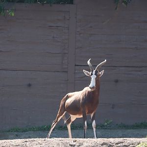 Blesbok (Damaliscus pygargus phillipsi), 2024-09-17
