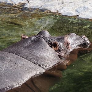 Hippopotamus (Hippopotamus amphibius), 2024-09-17
