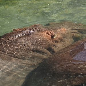 Hippopotamus (Hippopotamus amphibius), 2024-09-17