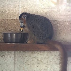 Crowned lemur (Eulemur coronatus), 2024-09-17