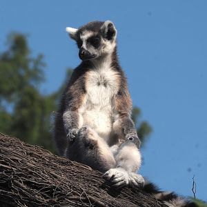 Ring-tailed lemur (Lemur catta), 2024-09-17