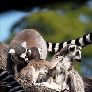 Ring-tailed lemurs (Lemur catta), 2024-09-17