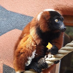 Red ruffed lemur (Varecia rubra), 2024-09-17