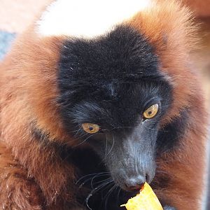 Red ruffed lemur (Varecia rubra), 2024-09-17
