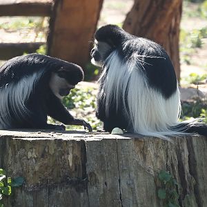 Kikuyu Colobuses (Colobus guereza kikuyuensis), 2024-09-17