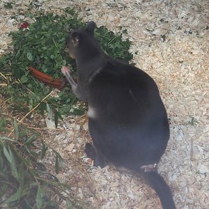 Brown dorcopsis (Dorcopsis muelleri), 2024-09-17