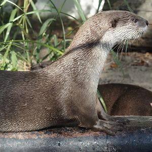 Indochinese smooth-coated otter (Lutrogale perspicillata perspicillata), 2024-09-17