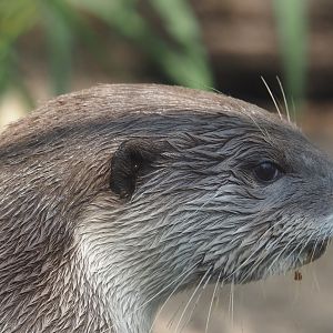 Indochinese smooth-coated otter (Lutrogale perspicillata perspicillata), 2024-09-17