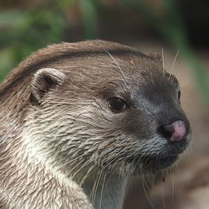Indochinese smooth-coated otter (Lutrogale perspicillata perspicillata), 2024-09-17