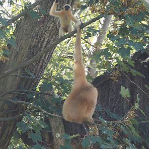 Southern yellow-cheeked crested gibbons (Nomascus gabriellae), 2024-09-17