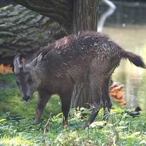 Central Chinese goral (Naemorhedus griseus arnouxianus), 2024-09-17