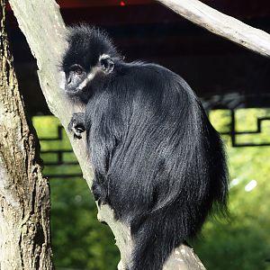 François' langur (Trachypithecus francoisi), 2024-09-17