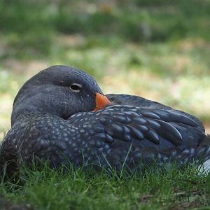 Magellanic flightless steamer duck (Tachyeres pteneres), 2024-09-17