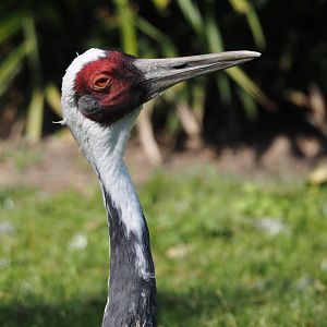 White-naped crane (Antigone vipio), 2024-09-17