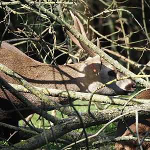 Common hog deer (Axis porcinus porcinus), 2024-09-17