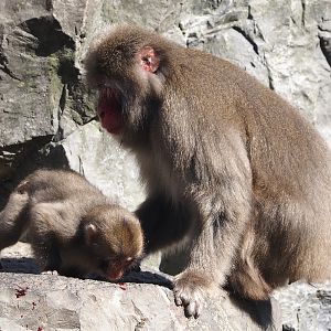 Japanese macaques (Macaca fuscata), 2024-09-17