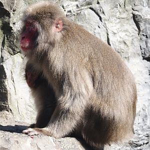 Japanese macaques (Macaca fuscata), 2024-09-17