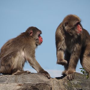 Japanese macaques (Macaca fuscata), 2024-09-17