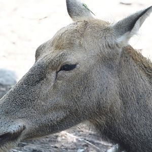Père David's deer  (Elaphurus davidianus), 2024-09-17