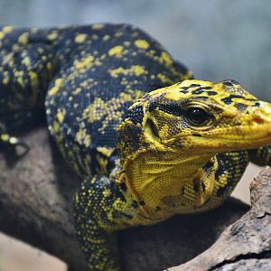 Yellow-headed Water Monitor (Varanus cumingi)