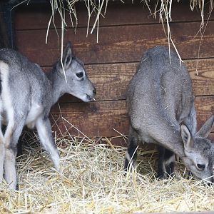 Juvenile Bharals (Pseudois nayaur), 2024-09-17