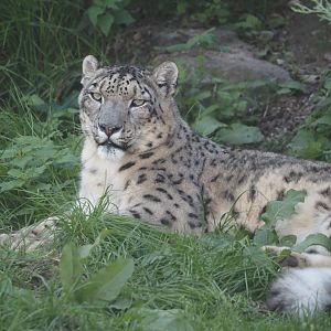 Snow leopard (Panthera uncia), 2024-09-17