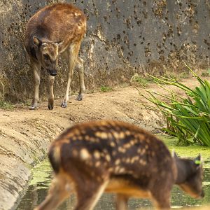 Visayan spotted deer : Whipsnade : 22 Jun 2025