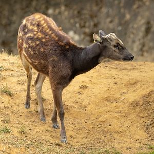 Visayan spotted deer : Whipsnade : 22 Jun 2025