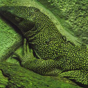 Mangrove Monitor - Zooparc de Beauval - 12/04/2025