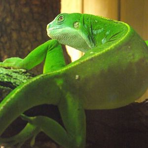 Central Fijian Banded Iguana - Zooparc de Beauval - 12/04/2025