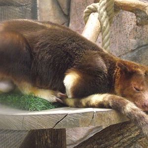 TIRRIKEE, male Goodfellow Tree Kangaroo - Zooparc de Beauval - 12/04/2025