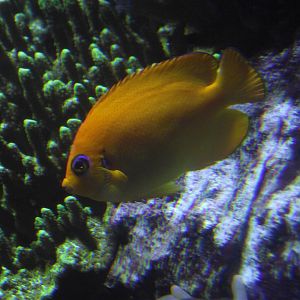 Lemonpeel Angelfish - Zooparc de Beauval - 12/04/2025