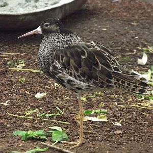 Ruff (male) - Zooparc de Beauval - 12/04/2025