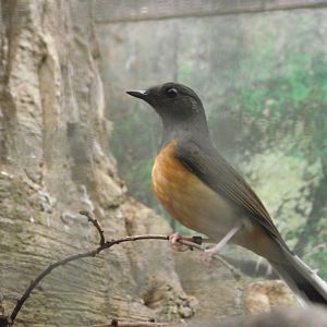 White-rumped Shama (female) - Zooparc de Beauval - 12/04/2025